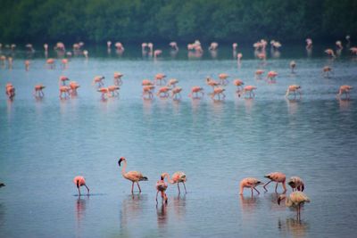 Flock of flamingos in lake