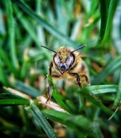 Close-up of insect on plant