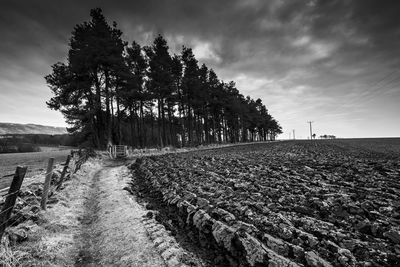 Ploughed field, copse of trees and moody sky