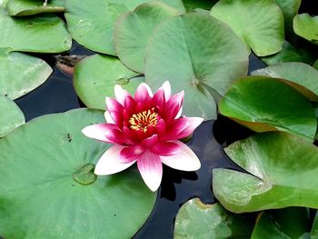 High angle view of lotus water lily in pond