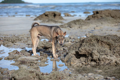 View of dog drinking water from beach