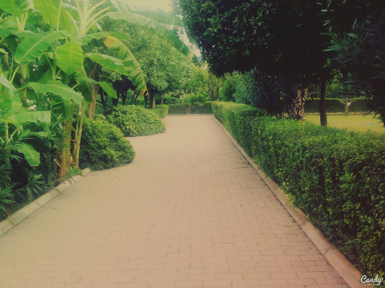 tree, the way forward, growth, green color, footpath, plant, diminishing perspective, nature, tranquility, pathway, walkway, vanishing point, lush foliage, grass, park - man made space, tranquil scene, beauty in nature, green, narrow, outdoors