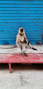 Monkey sitting on bench against blue wall