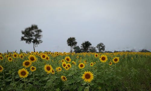 Scenic view of sunflower field against sky