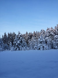 Snow covered pine trees against clear blue sky