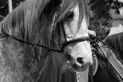 Close-up portrait of horse