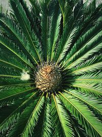 Close-up of palm tree