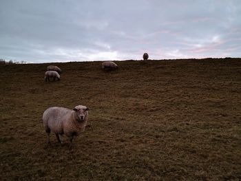 Sheep on field against sky