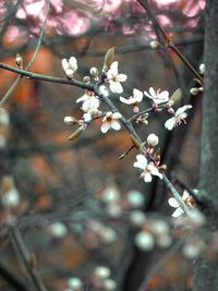 Close-up of apple blossoms in spring