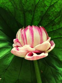 Close-up of pink flower