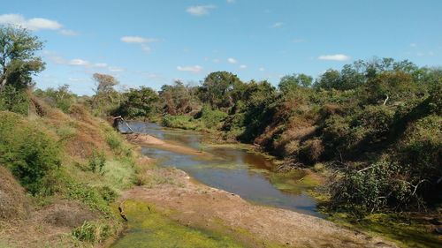 Scenic view of river by trees against sky