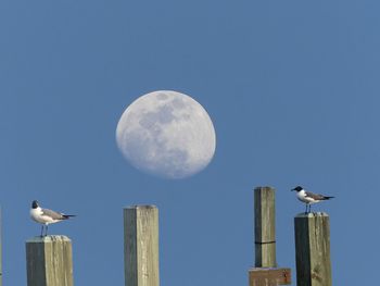 moon