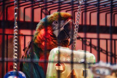 Close-up of parrot in cage