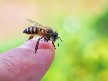 Close-up of insect on hand