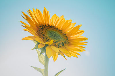 Close-up of sunflower against clear sky