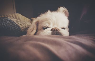 Close-up of dog resting on bed at home