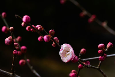 Close-up of plant