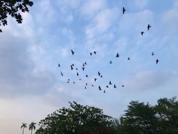Low angle view of birds flying in sky