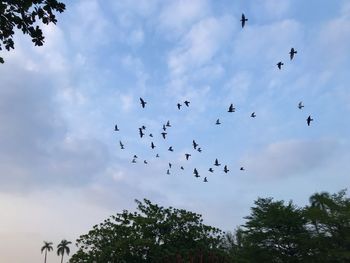 Low angle view of birds flying in sky