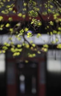 Close-up of flowering plant