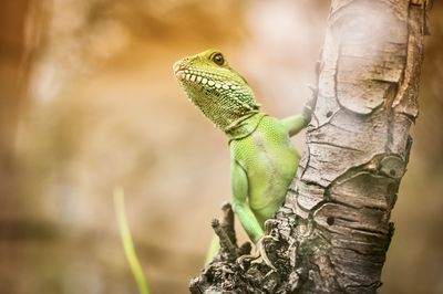 Close-up of lizard on tree trunk