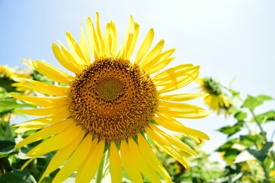 Close-up of sunflower against sky