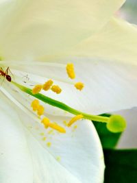 Close-up of white flowers