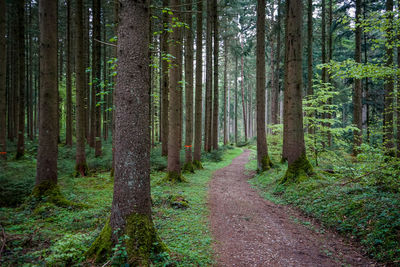 Scenic view of trees in forest