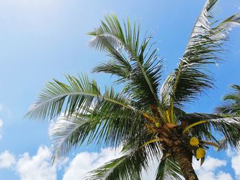 Low angle view of palm tree against sky