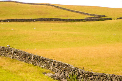 Scenic view of agricultural field