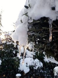 Close-up of snow covered tree against sky