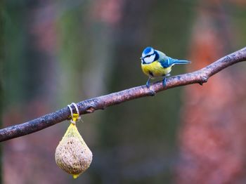 Close-up of bird perching on branch