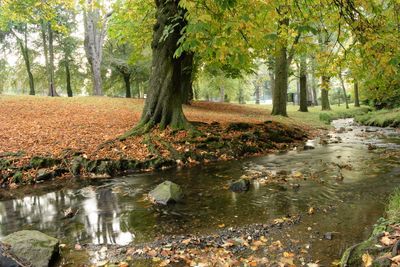 Stream amidst trees in forest