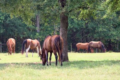 Horses in a field