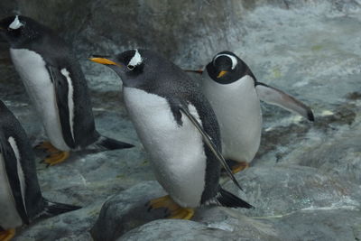High angle view of penguins on rock