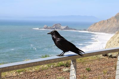 Bird perching on railing by sea against sky