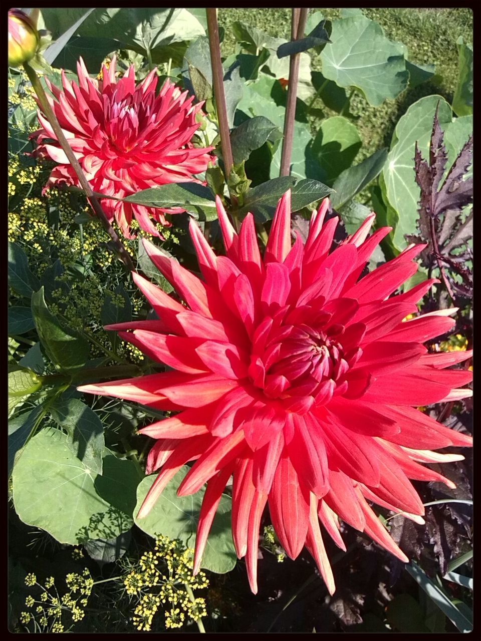 transfer print, flower, petal, freshness, auto post production filter, fragility, flower head, growth, plant, beauty in nature, red, blooming, leaf, pink color, nature, close-up, in bloom, high angle view, day, outdoors