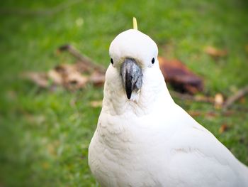 Close-up of a bird on land