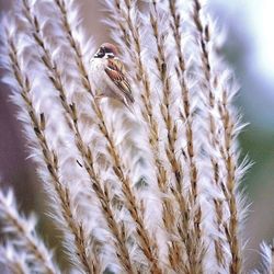 Close-up of stalks against the sky