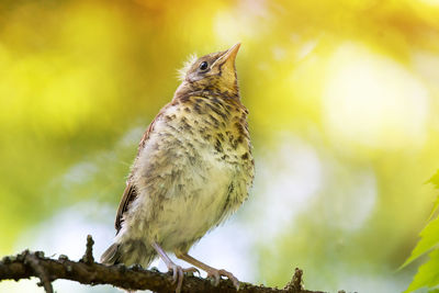 Close-up of bird perching on branch