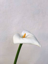 Close-up of white flower