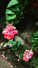 Close-up of pink flowers