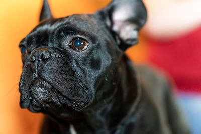 Close-up of black dog looking away