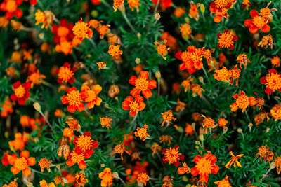 High angle view of orange flowers