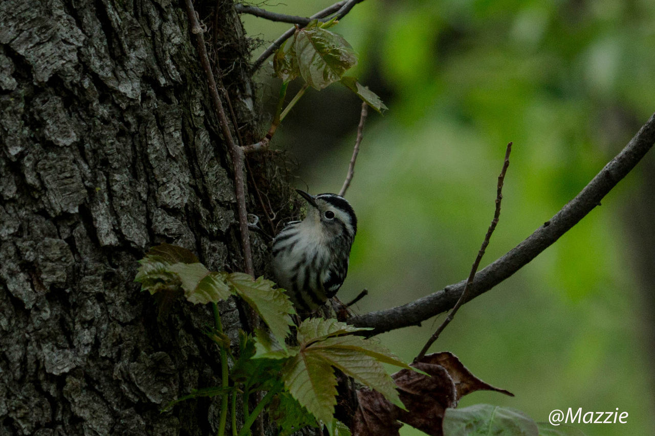 BIRDS PERCHING ON TREE