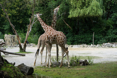 Side view of giraffe in forest