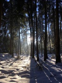 Trees on snow covered landscape