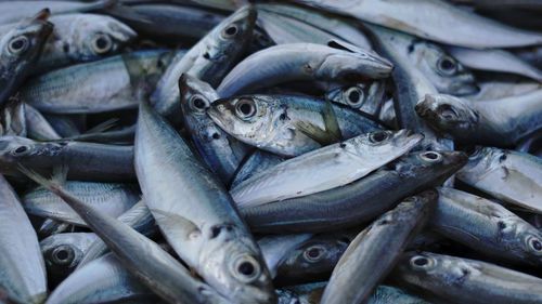 Close-up of fish for sale in market