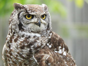 Close-up portrait of owl