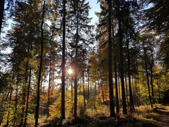 Low angle view of sunlight streaming through trees in forest